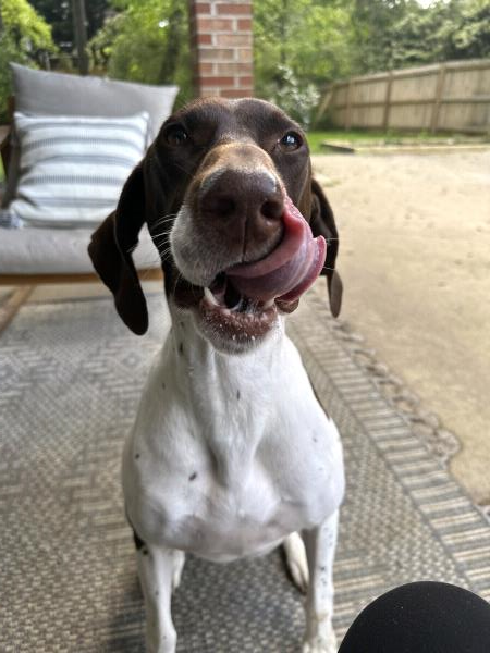 /Images/uploads/Southeast German Shorthaired Pointer Rescue/segspcalendarcontest/entries/31183thumb.jpg